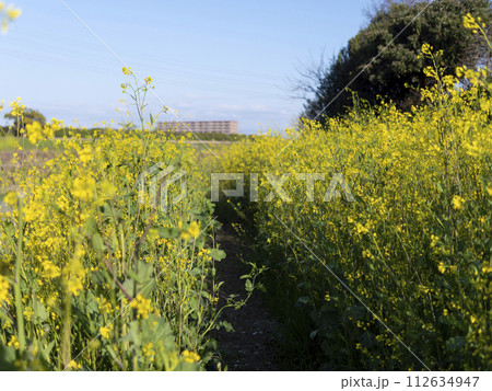大阪を流れる大和川沿いに咲く菜の花 大阪を流れる大和川沿いに咲く菜の花 112634947