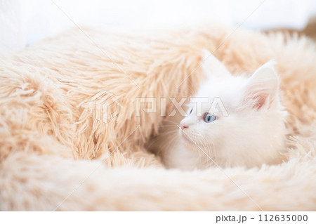 ピンクのベッドに入ったメインクーンの白い仔猫 112635000