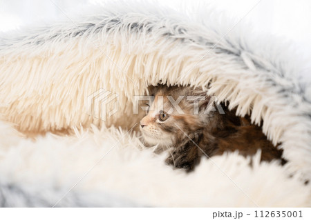 グレーのベッドに入ったメインクーンの仔猫 112635001