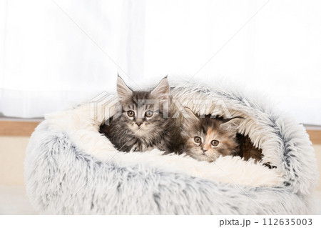 グレーのベッドに入った2匹の仔猫 112635003