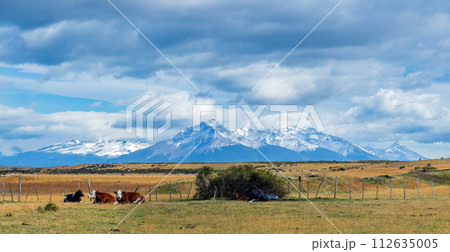 Cows Grazing Peacefully with Snow-Capped Mountains in Background 112635005