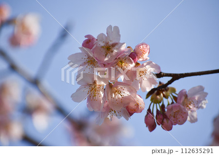 青空に映える早咲きの大漁桜 112635291