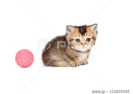 Small Scottish short-legged kitten side view 112635585