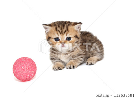 Scottish kitten with short paws Scottish kitten with short paws 112635591
