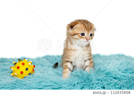 Scottish fold kitten, striped red color 112635606