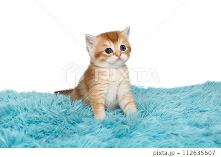 Scottish kitten with blue eyes 112635607