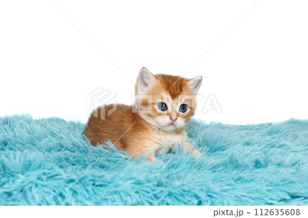 Scottish kitten with blue eyes, lies on a plaid. 112635608