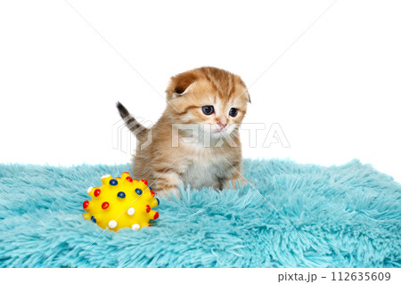 Scottish fold kitten, striped red color, age 1 month 112635609