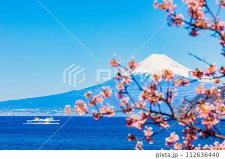 (静岡県)雪化粧した富士山を背に、河津桜咲く土肥港に向かう駿河湾フェリー (静岡県)雪化粧した富士山を背に、河津桜咲く土肥港に向かう駿河湾フェリー 112636440