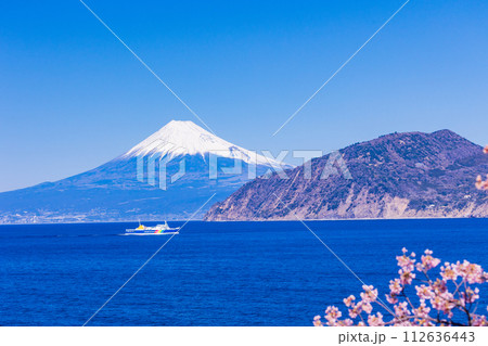 （静岡県）雪化粧した富士山を背に、河津桜咲く土肥港に向かう駿河湾フェリー 112636443