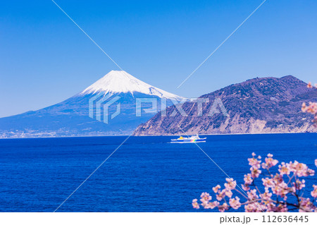 （静岡県）雪化粧した富士山を背に、河津桜咲く土肥港に向かう駿河湾フェリー 112636445