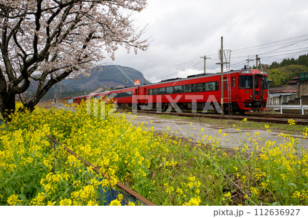 桜と菜の花畑を見ながら行く特急「ゆふ」〜JR九州キハ185系ディーゼルカー 桜と菜の花畑を見ながら行く特急「ゆふ」〜JR九州キハ185系ディーゼルカー 112636927