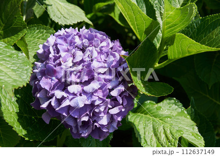 庭に咲く水に濡れたアジサイの花 庭に咲く水に濡れたアジサイの花 112637149