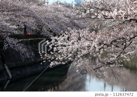 真間川沿いの桜並木　（千葉県市川市） 112637472