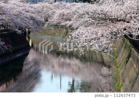 真間川沿いの桜並木 (千葉県市川市) 真間川沿いの桜並木 (千葉県市川市) 112637473