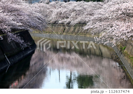 真間川沿いの桜並木 (千葉県市川市) 真間川沿いの桜並木 (千葉県市川市) 112637474