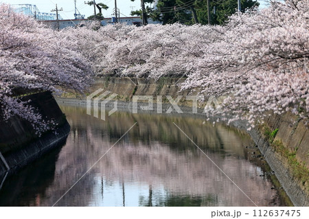 真間川沿いの桜並木 (千葉県市川市) 真間川沿いの桜並木 (千葉県市川市) 112637475