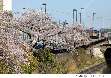 真間川沿いの桜並木　（千葉県市川市） 112637477