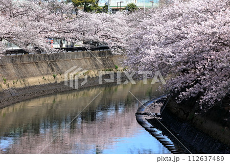 真間川沿いの桜並木 (千葉県市川市) 真間川沿いの桜並木 (千葉県市川市) 112637489