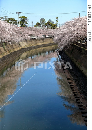 真間川沿いの桜並木 (千葉県市川市) 真間川沿いの桜並木 (千葉県市川市) 112637491