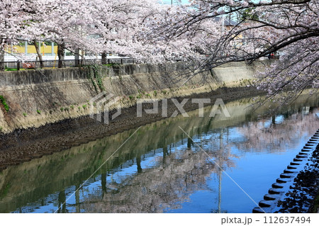 真間川沿いの桜並木　（千葉県市川市） 112637494