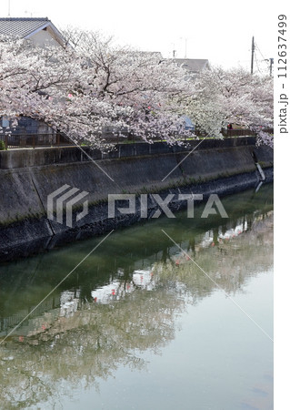 真間川沿いの桜並木 (千葉県市川市) 真間川沿いの桜並木 (千葉県市川市) 112637499