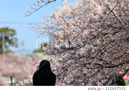 真間川沿いの桜並木　（千葉県市川市） 112637535