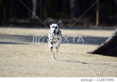 ドッグランを走るダルメシアン 112637840