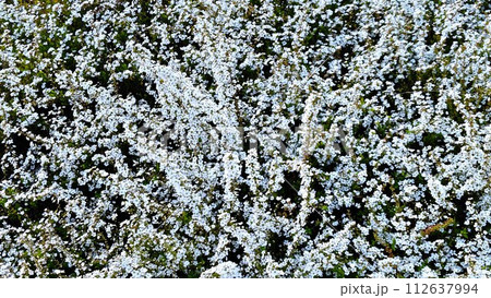 ユキヤナギの花 112637994