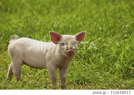 Eco pig farm in the field in Denmark. Cute pig in the pasture Eco pig farm in the field in Denmark. Cute pig in the pasture 112638017