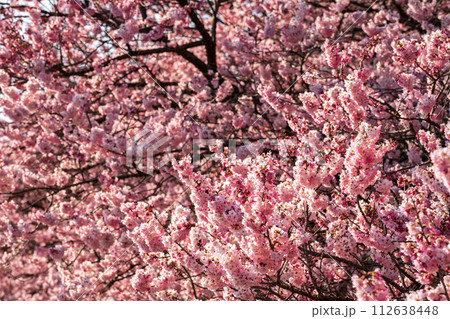 春の訪れを告げる河津桜　南足柄市の春めき桜 112638448