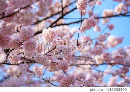 春の訪れを告げる河津桜　南足柄市の春めき桜 112638500