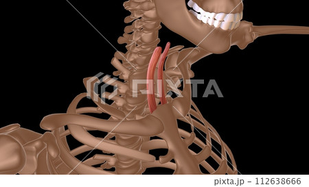 human female muscle anatomy for medical concept 3d rendering 112638666