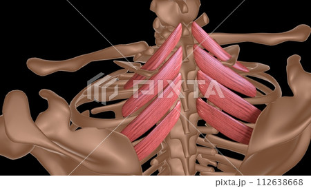 human female muscle anatomy for medical concept 3d rendering 112638668