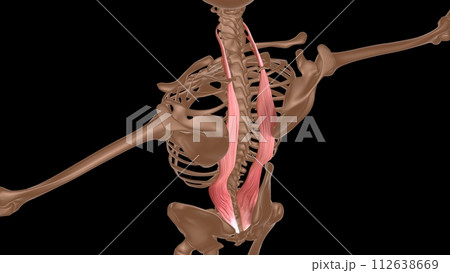 human female muscle anatomy for medical concept 3d rendering 112638669