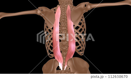 human female muscle anatomy for medical concept 3d rendering 112638670