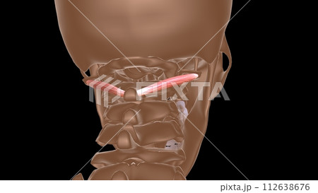human female muscle anatomy for medical concept 3d rendering 112638676