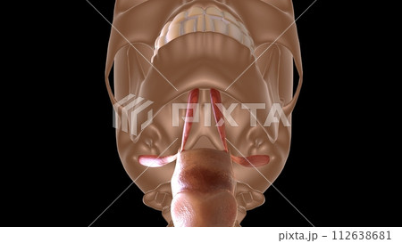 human female muscle anatomy for medical concept 3d rendering 112638681