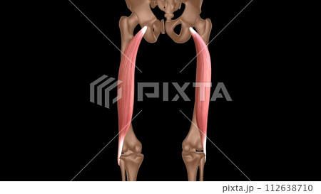 human female muscle anatomy for medical concept 3d rendering 112638710