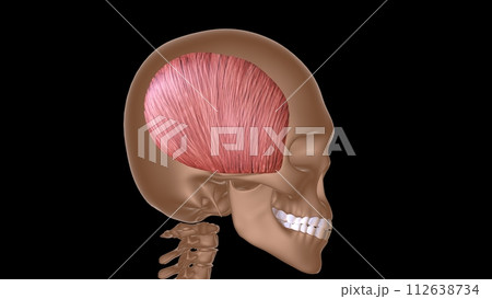 human female muscle anatomy for medical concept 3d rendering 112638734