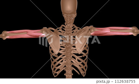 human female muscle anatomy for medical concept 3d rendering 112638755