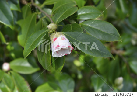 Camellia 112639717