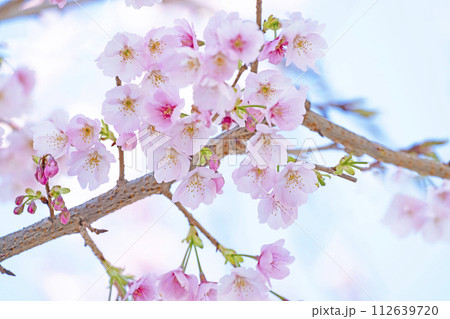 青空バックの桜 112639720