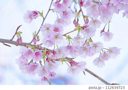 青空バックの桜 青空バックの桜 112639723