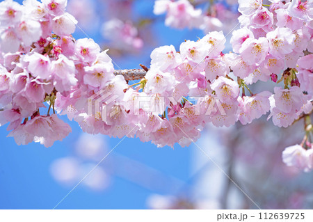 青空バックの桜 112639725