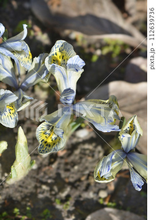 Iris Katherine Hodgkin 112639736