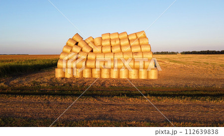 Many twisted bales of pressed wheat straw on field after wheat harvest at sunset and dawn. Compressed rolled dry straw bales on farm land on sundown. Agricultural farming industry. Agrarian industrial 112639838