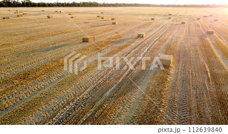 Square bales of pressed wheat straw lie on the field after the wheat harvest at sunset and dawn. Compressed straw bales on farm land after harvest. Agricultural farming industry. Agrarian industrial Square bales of pressed wheat straw lie on the field after the wheat harvest at sunset and dawn. Compressed straw bales on farm land after harvest. Agricultural farming industry. Agrarian industrial 112639840