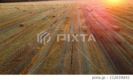 Square bales of pressed wheat straw lie on the field after the wheat harvest at sunset and dawn. Compressed straw bales on farm land after harvest. Agricultural farming industry. Agrarian industrial 112639842