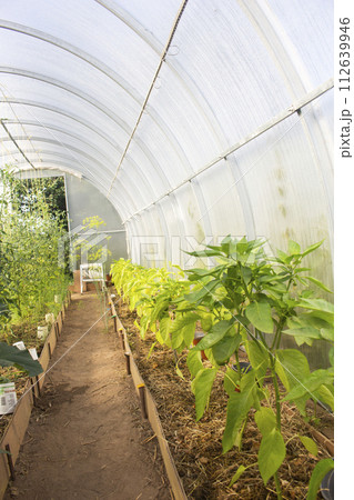 Big rural greenhouse with green plants of bell peppers in summer Big rural greenhouse with green plants of bell peppers in summer 112639946